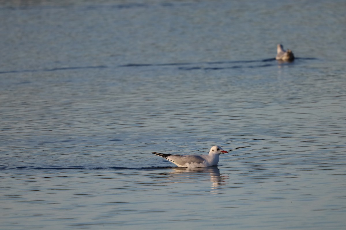 Black-headed Gull - ML645664065