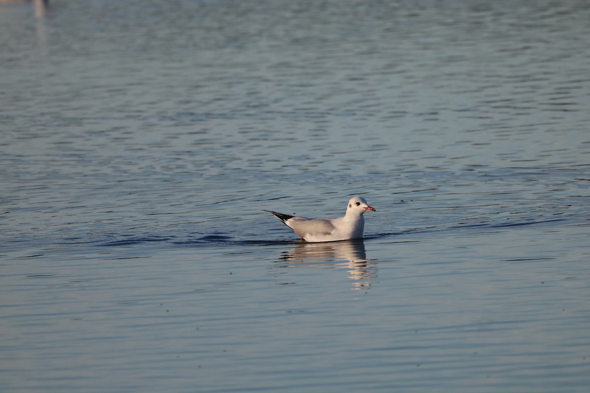 Black-headed Gull - ML645664066