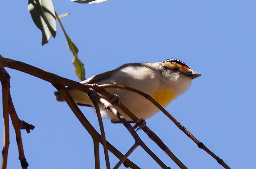 Red-browed Pardalote - ML645664067