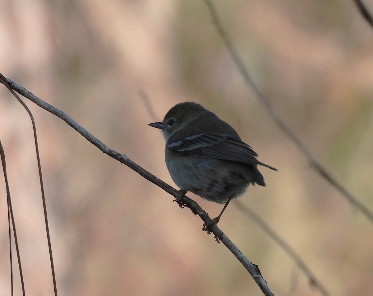 Pine Warbler - ML645664068