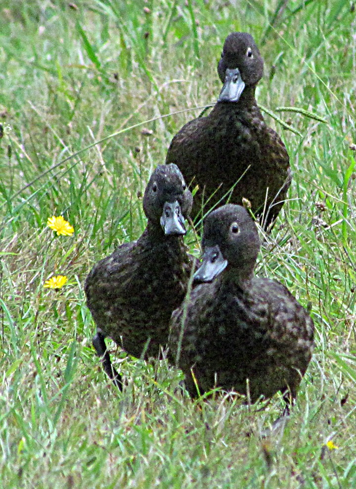 Brown Teal - ML645664072