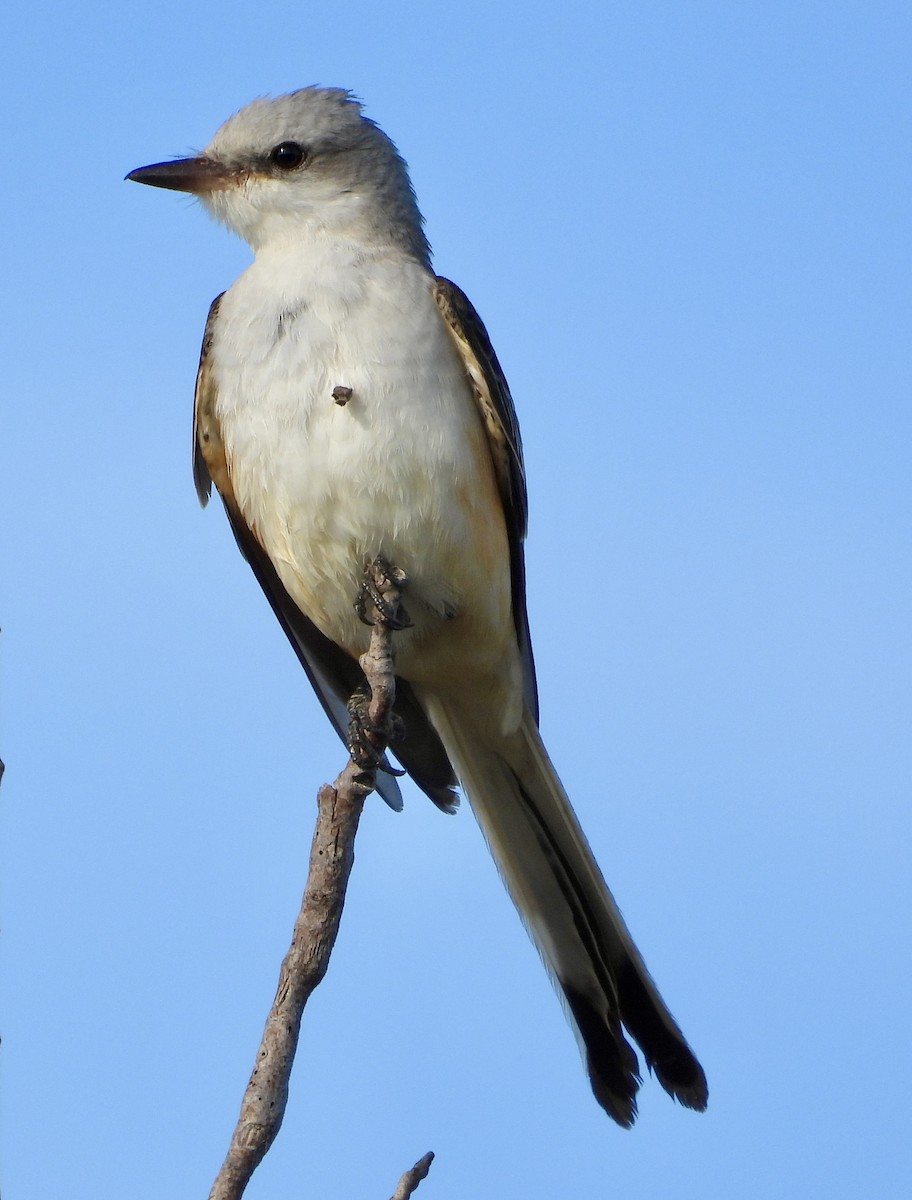 Scissor-tailed Flycatcher - ML645664073