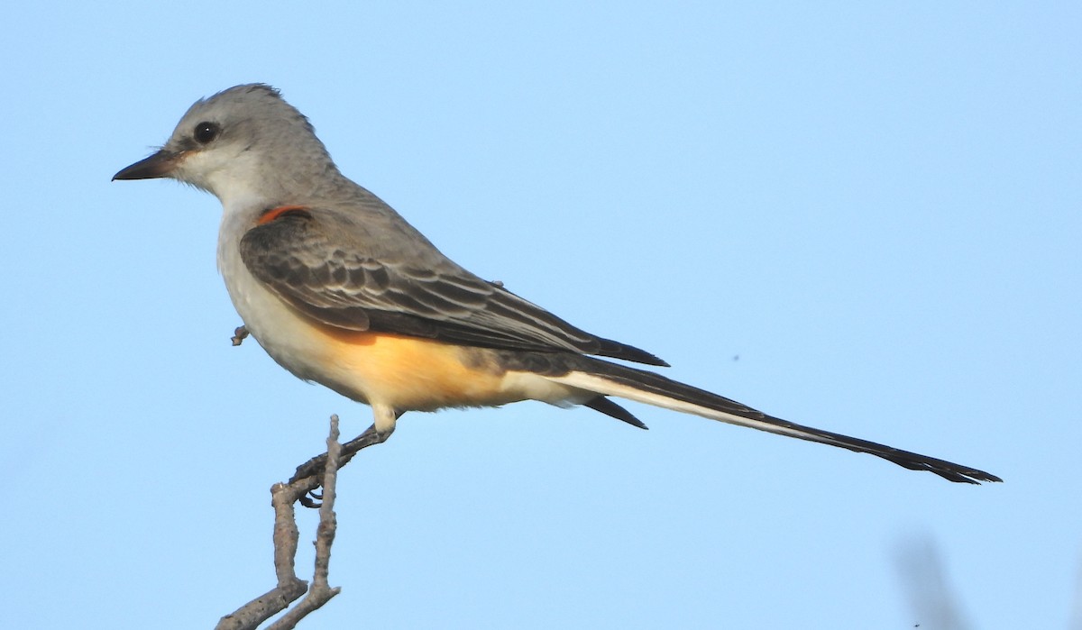 Scissor-tailed Flycatcher - ML645664074
