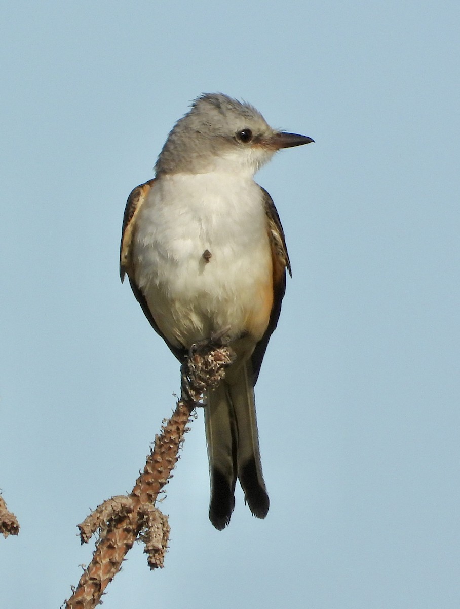 Scissor-tailed Flycatcher - ML645664075