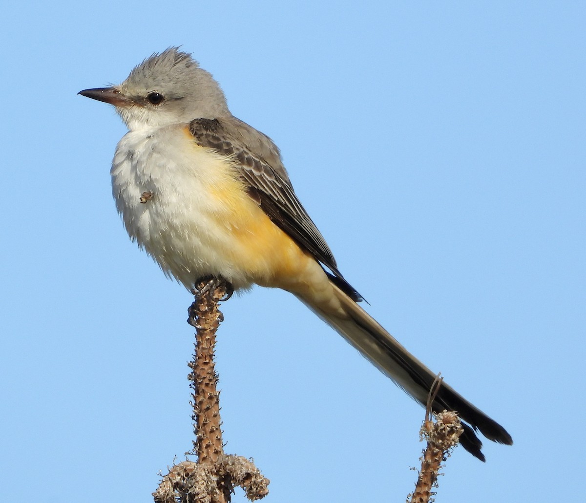 Scissor-tailed Flycatcher - ML645664076