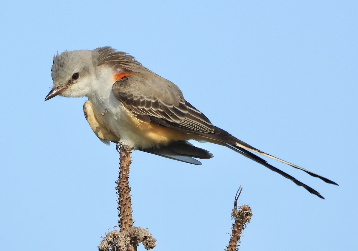 Scissor-tailed Flycatcher - ML645664077