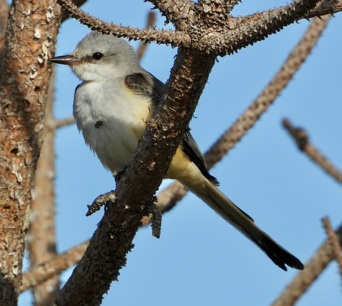 Scissor-tailed Flycatcher - ML645664078