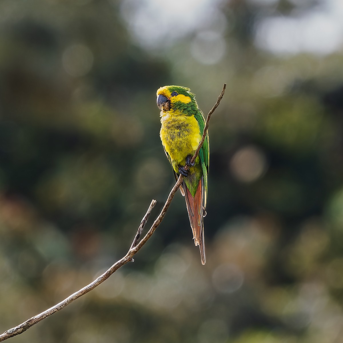Yellow-eared Parrot - ML645664079