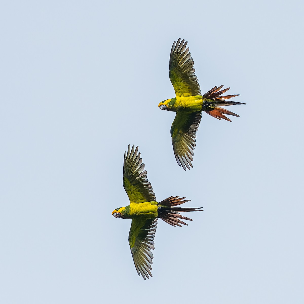 Yellow-eared Parrot - ML645664081
