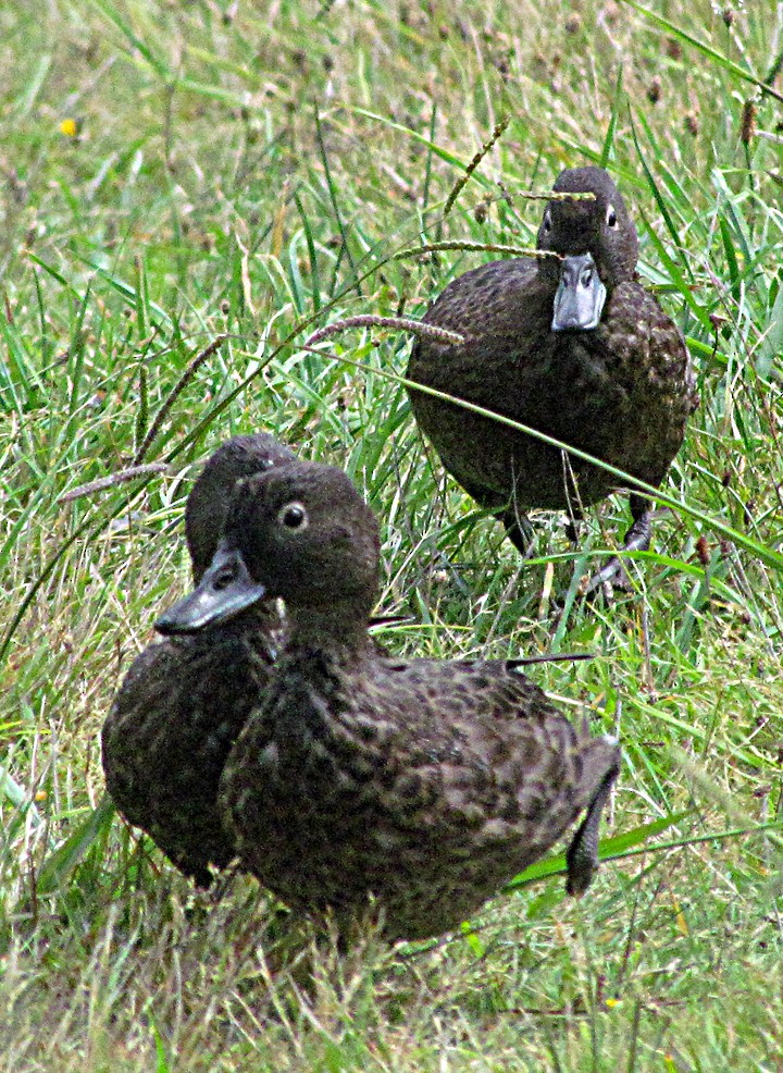 Brown Teal - ML645664085