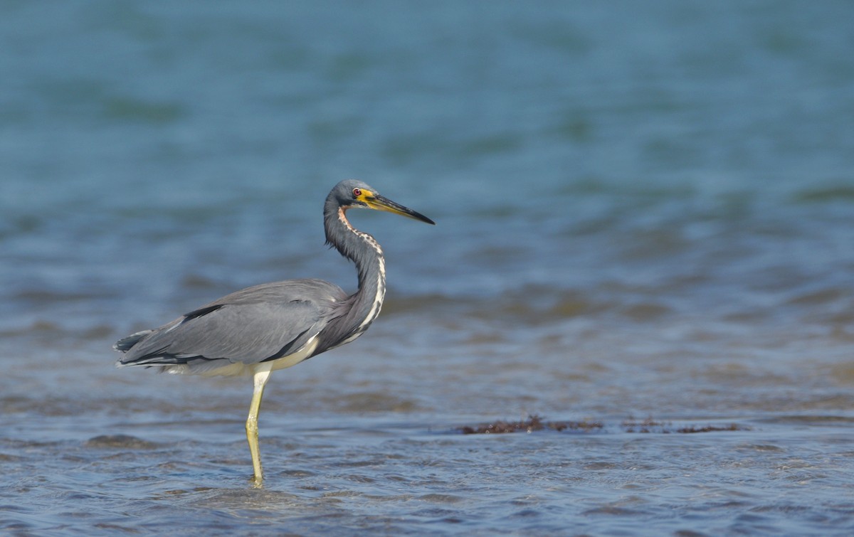 Tricolored Heron - ML645664086