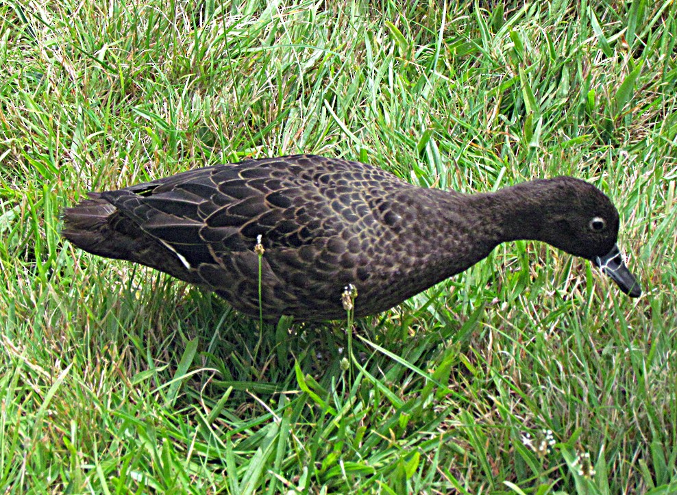 Brown Teal - ML645664092