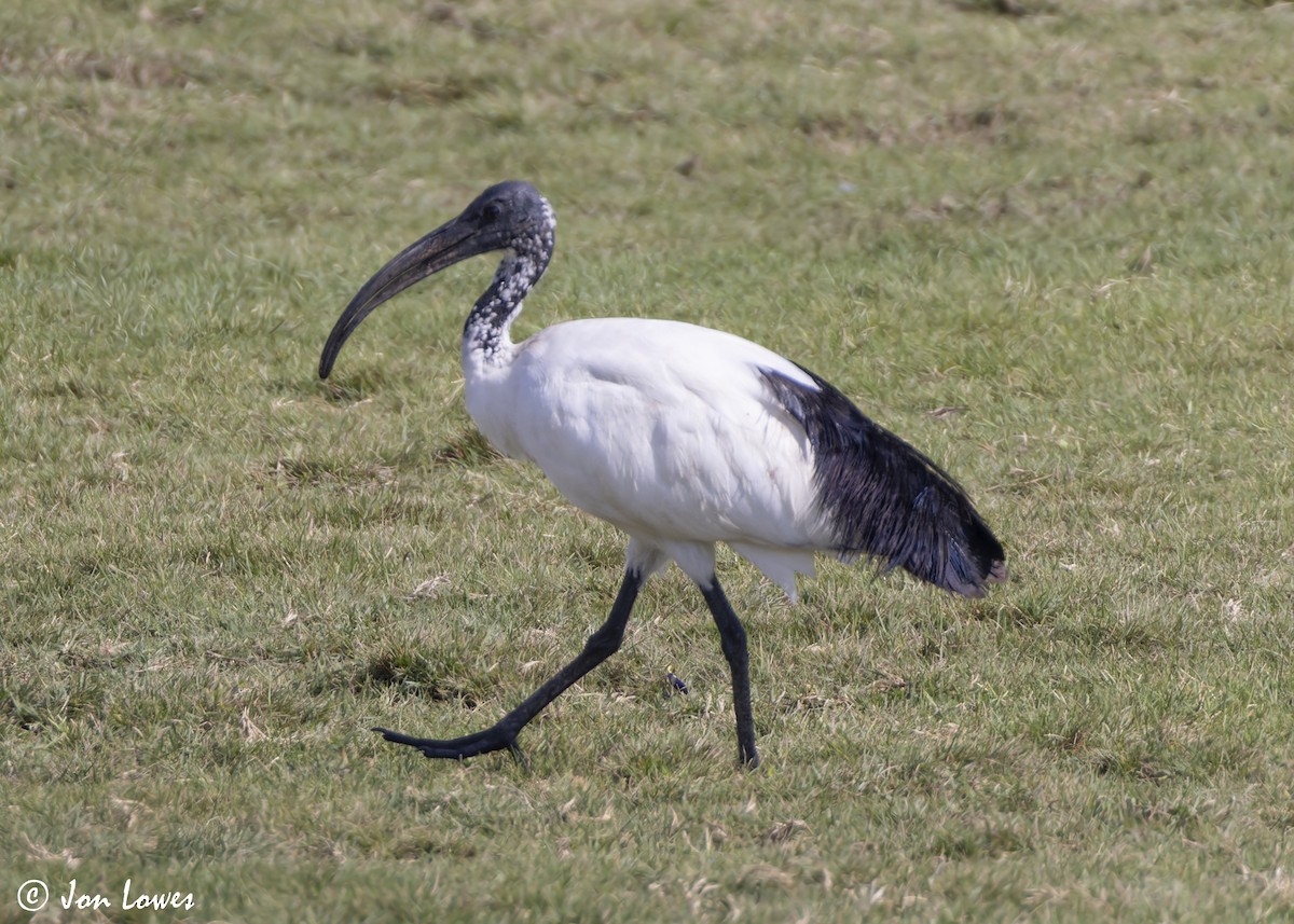 African Sacred Ibis - ML645664093