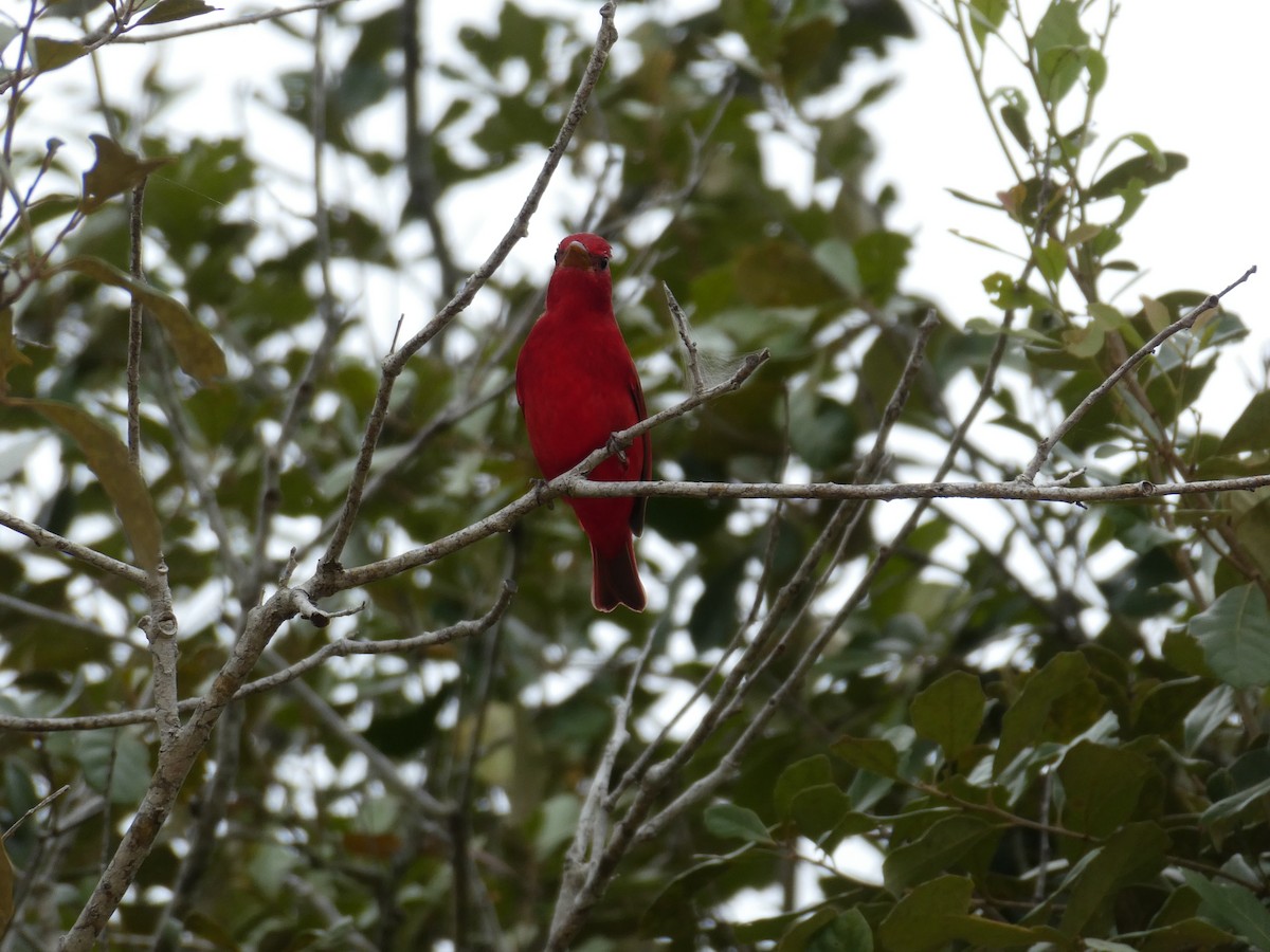 Summer Tanager - ML645664094