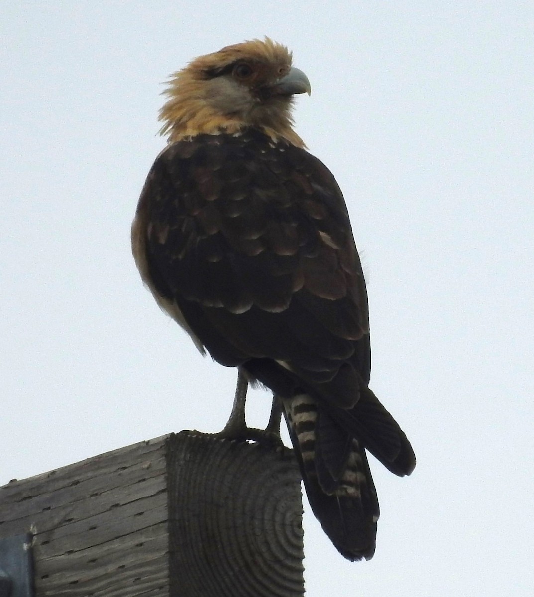 Yellow-headed Caracara - ML645664103