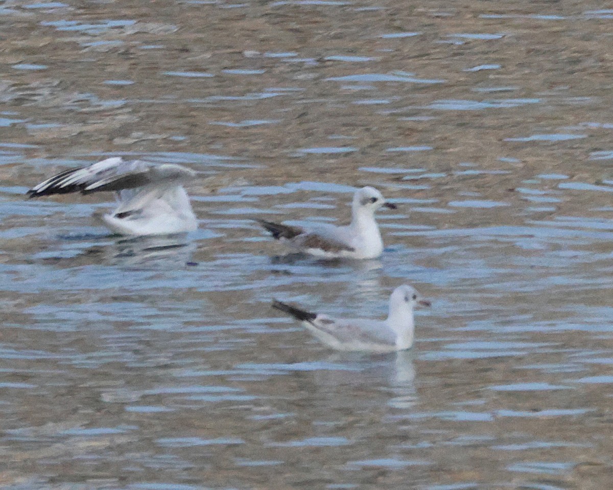 Mediterranean Gull - ML645664104