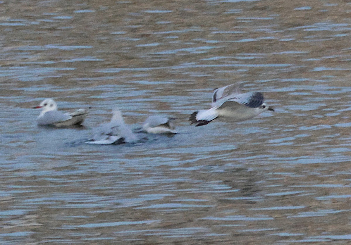 Mediterranean Gull - ML645664105