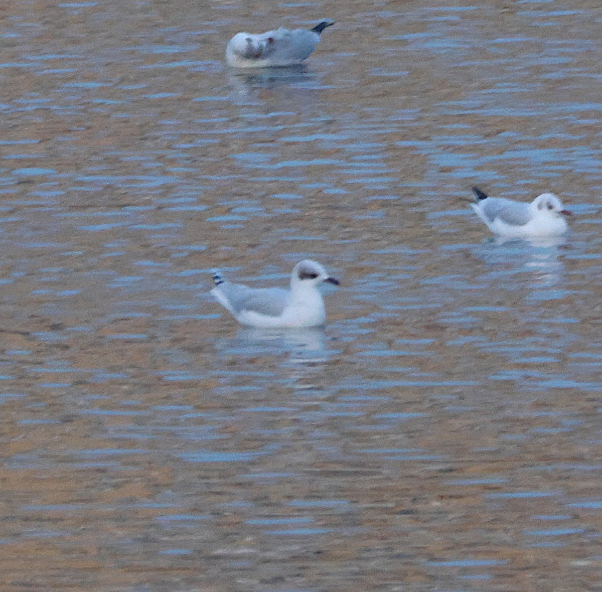 Mediterranean Gull - ML645664106