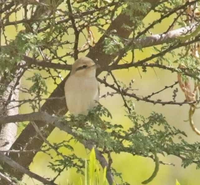 Isabellwürger (isabellinus) - ML645664107