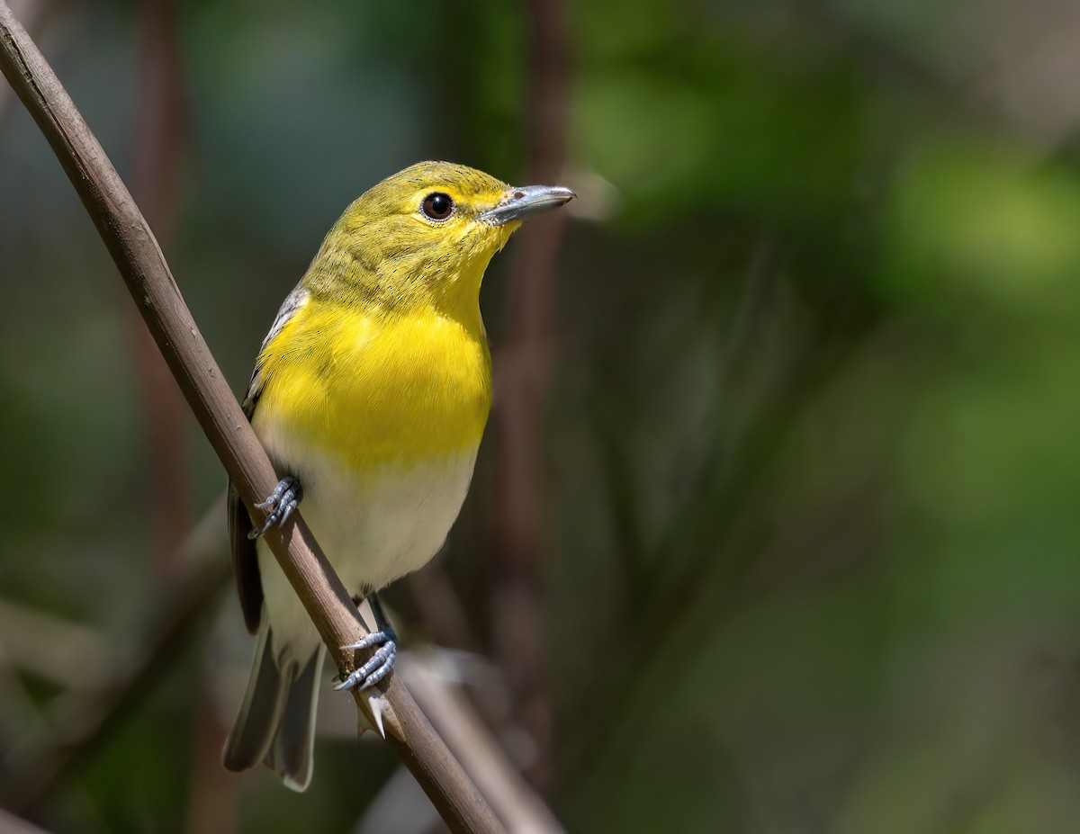 キノドモズモドキ - ML645664111