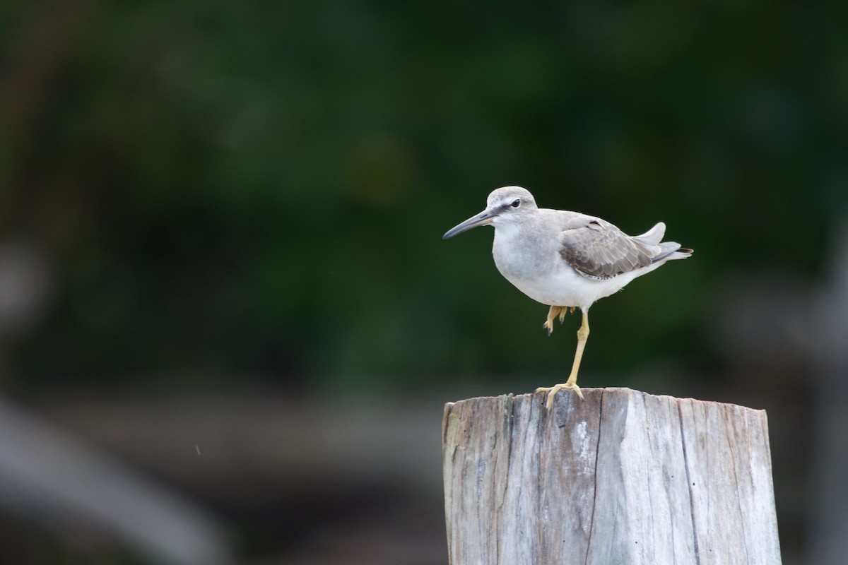 Playero Siberiano - ML645664114