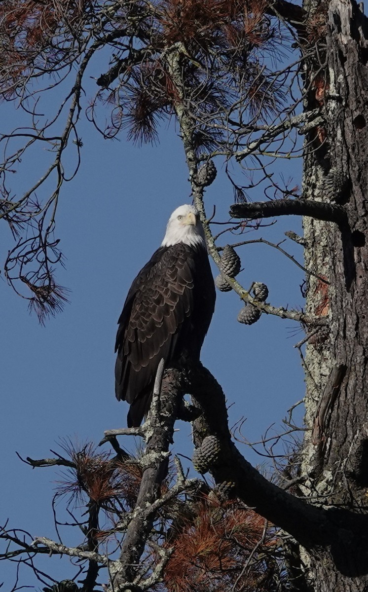 Bald Eagle - ML645664124