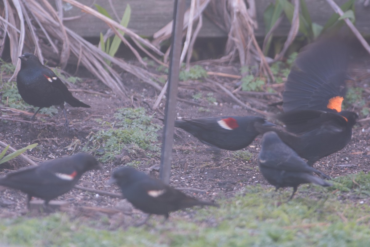 Tricolored Blackbird - ML645664128