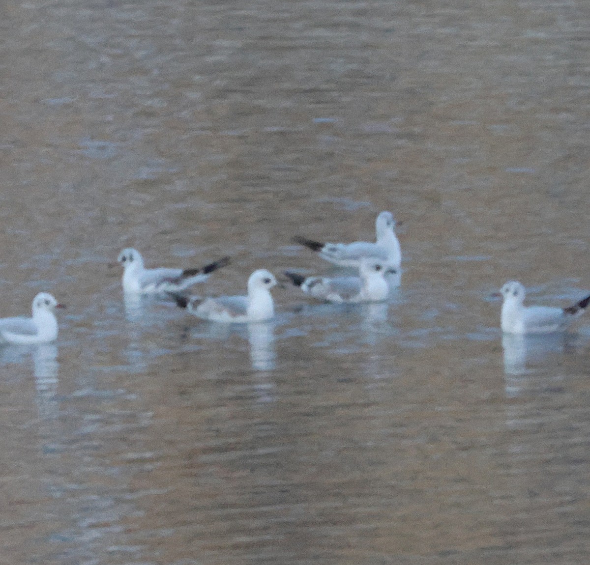 Common Gull - ML645664137