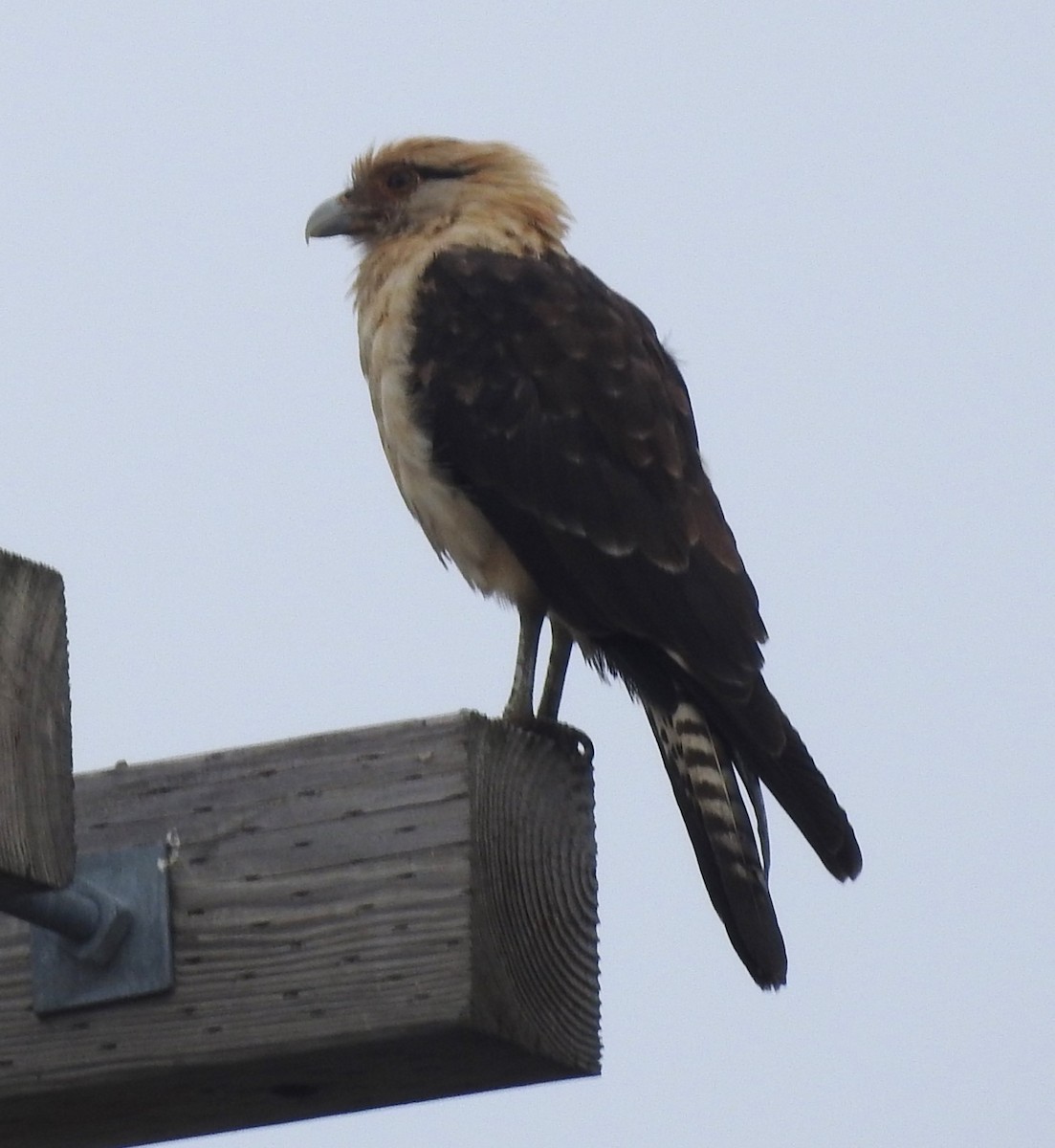 Yellow-headed Caracara - ML645664139