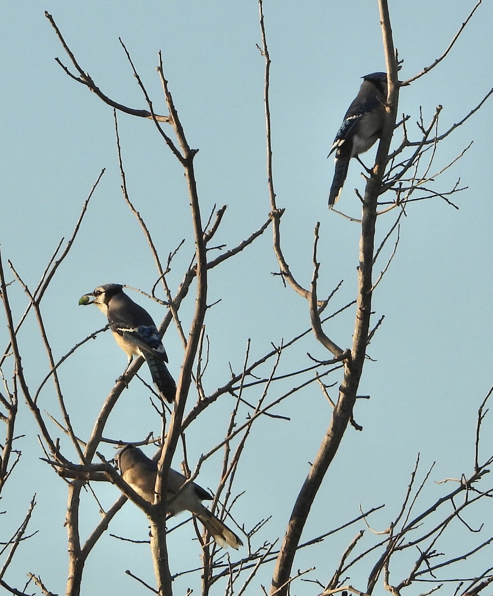 Blue Jay - ML645664145