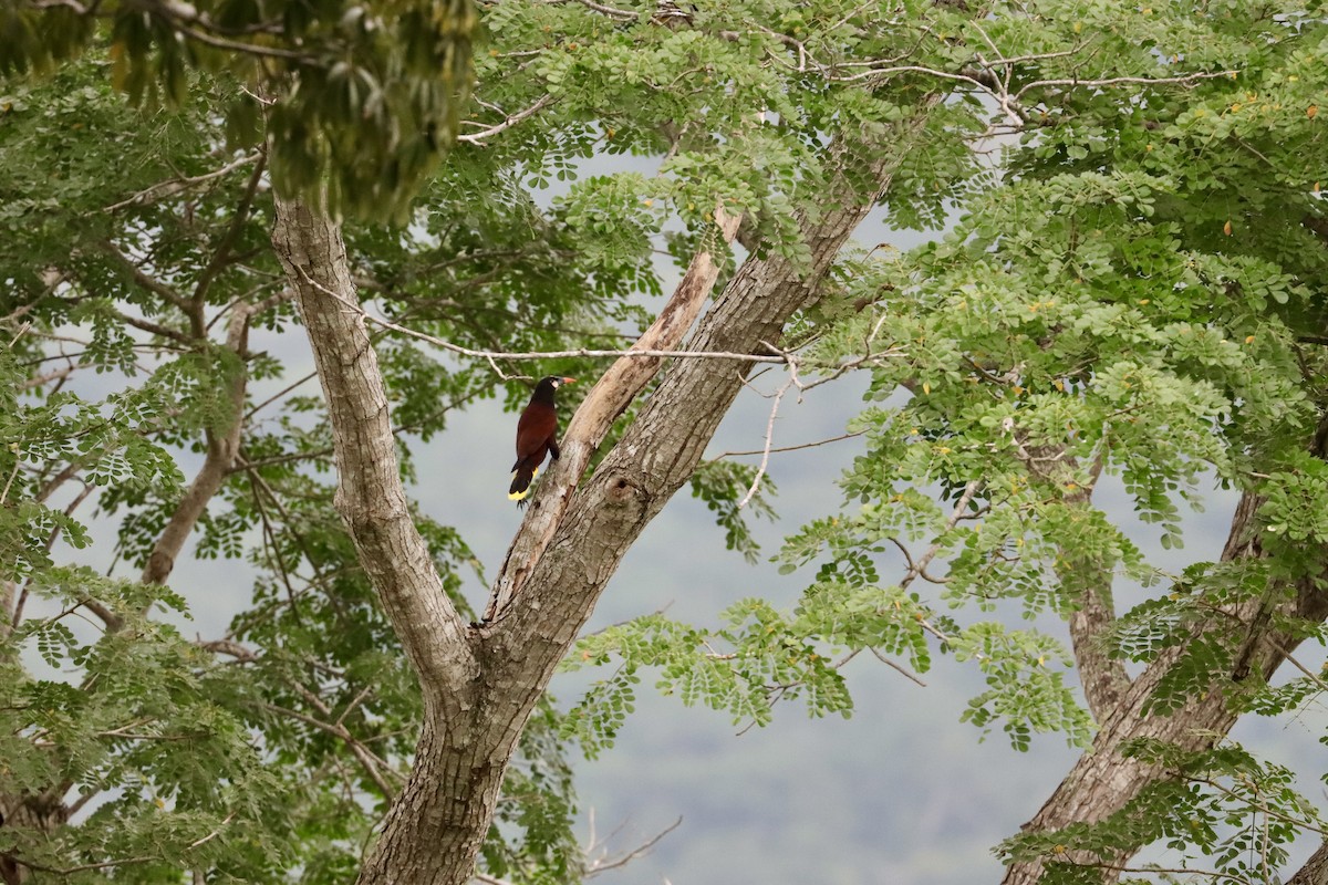 Оропендола-монтесума - ML645664151