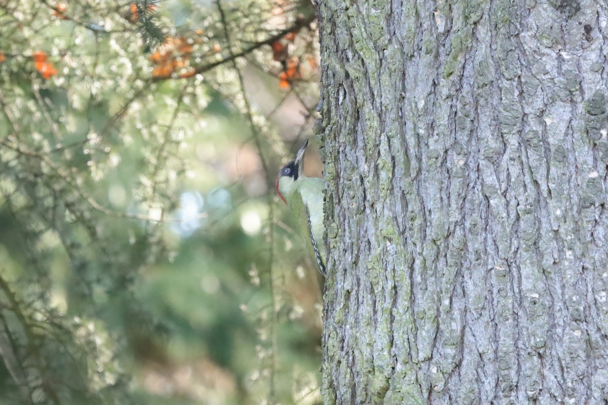 נקר ירוק - ML645664154