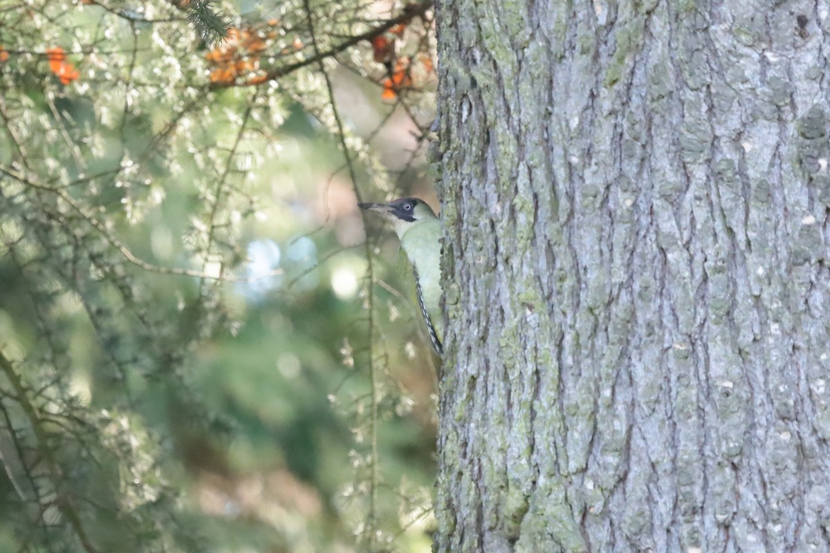 נקר ירוק - ML645664158