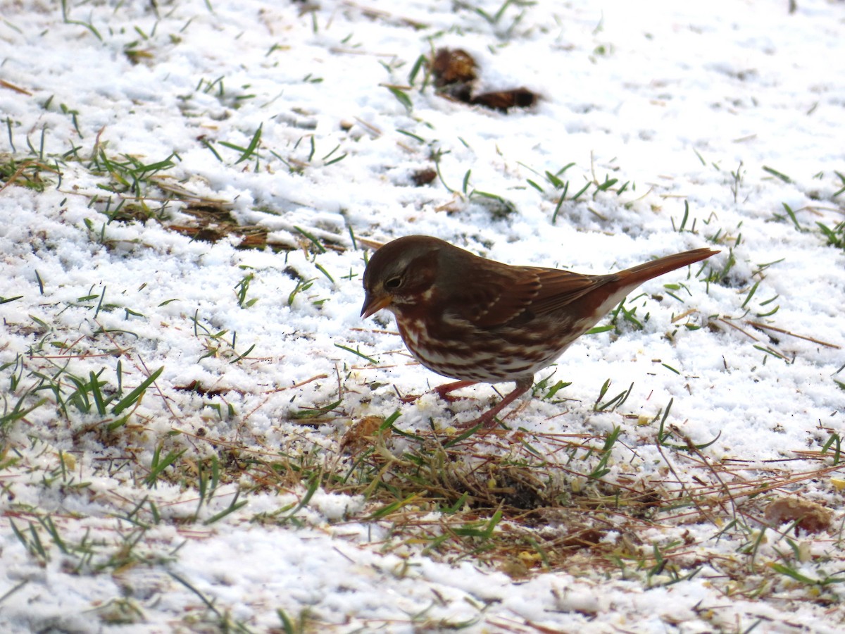 Fox Sparrow - ML645664159