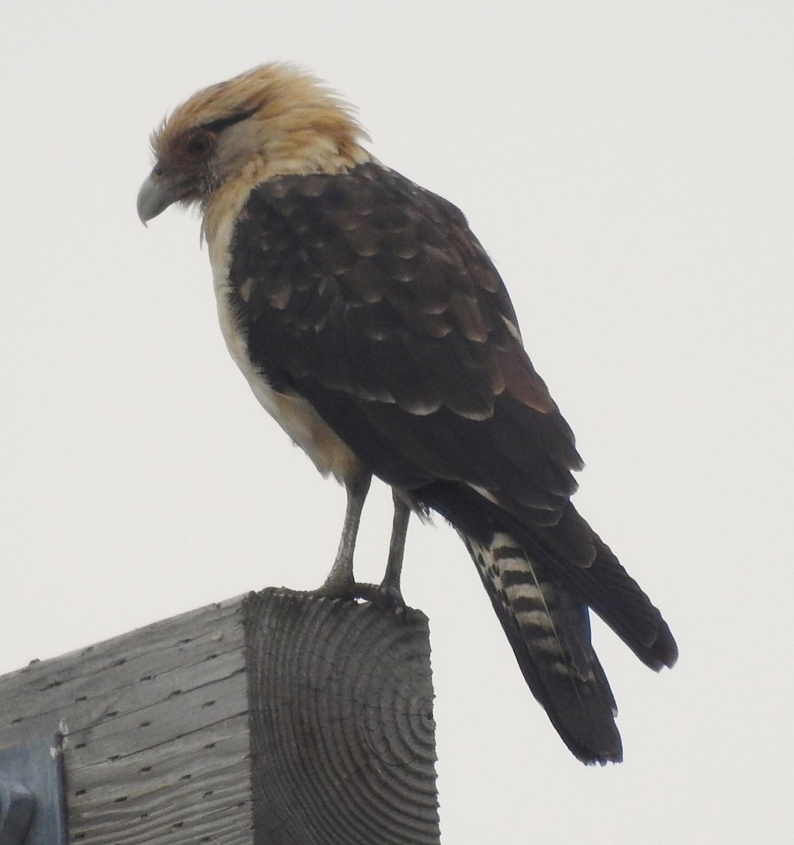 Yellow-headed Caracara - ML645664160