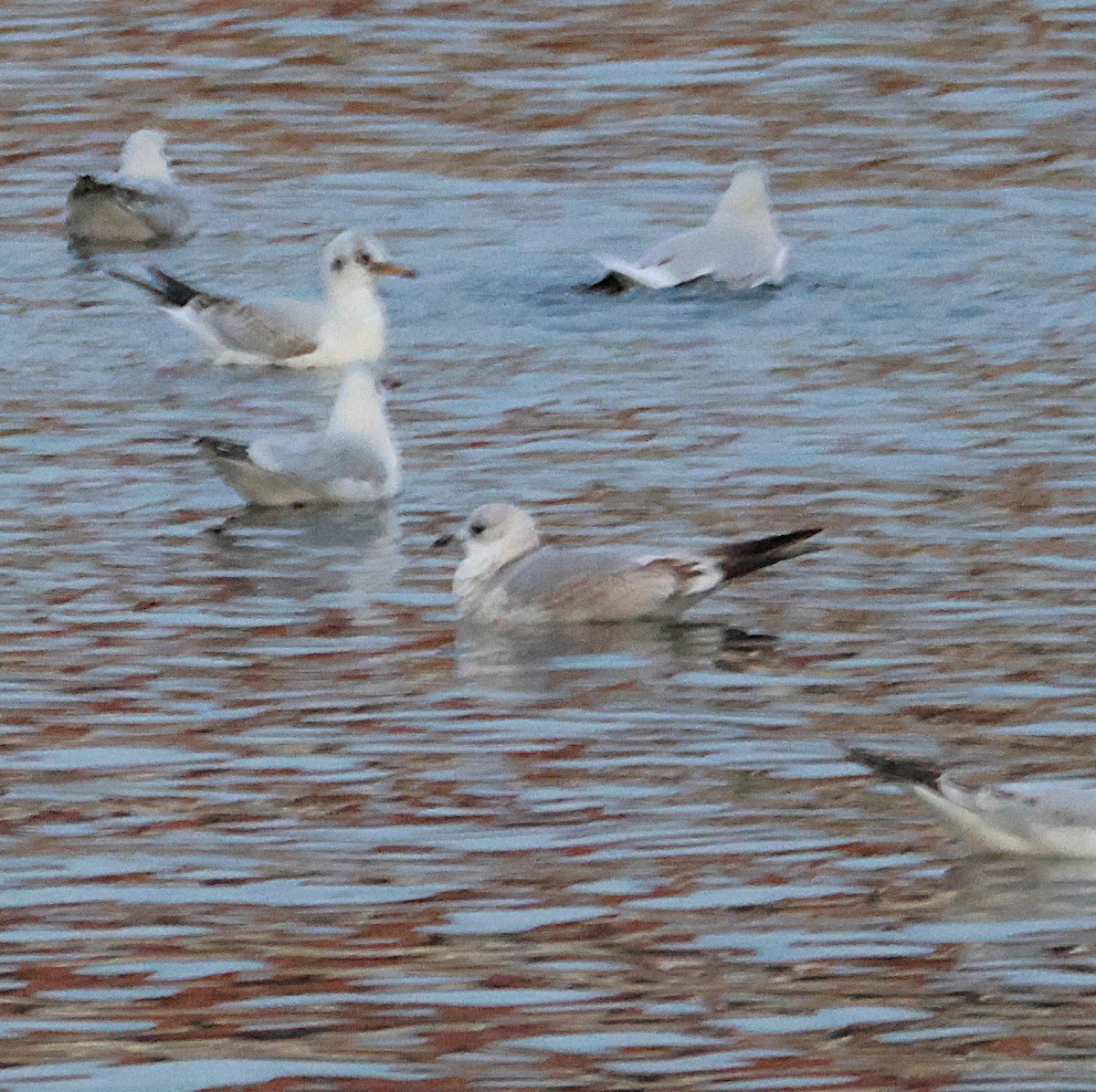 Common Gull - ML645664161