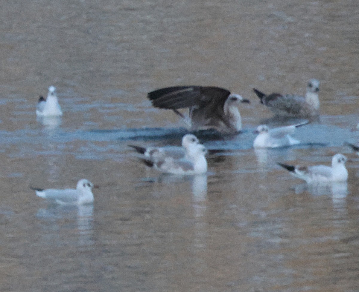 Common Gull - ML645664162