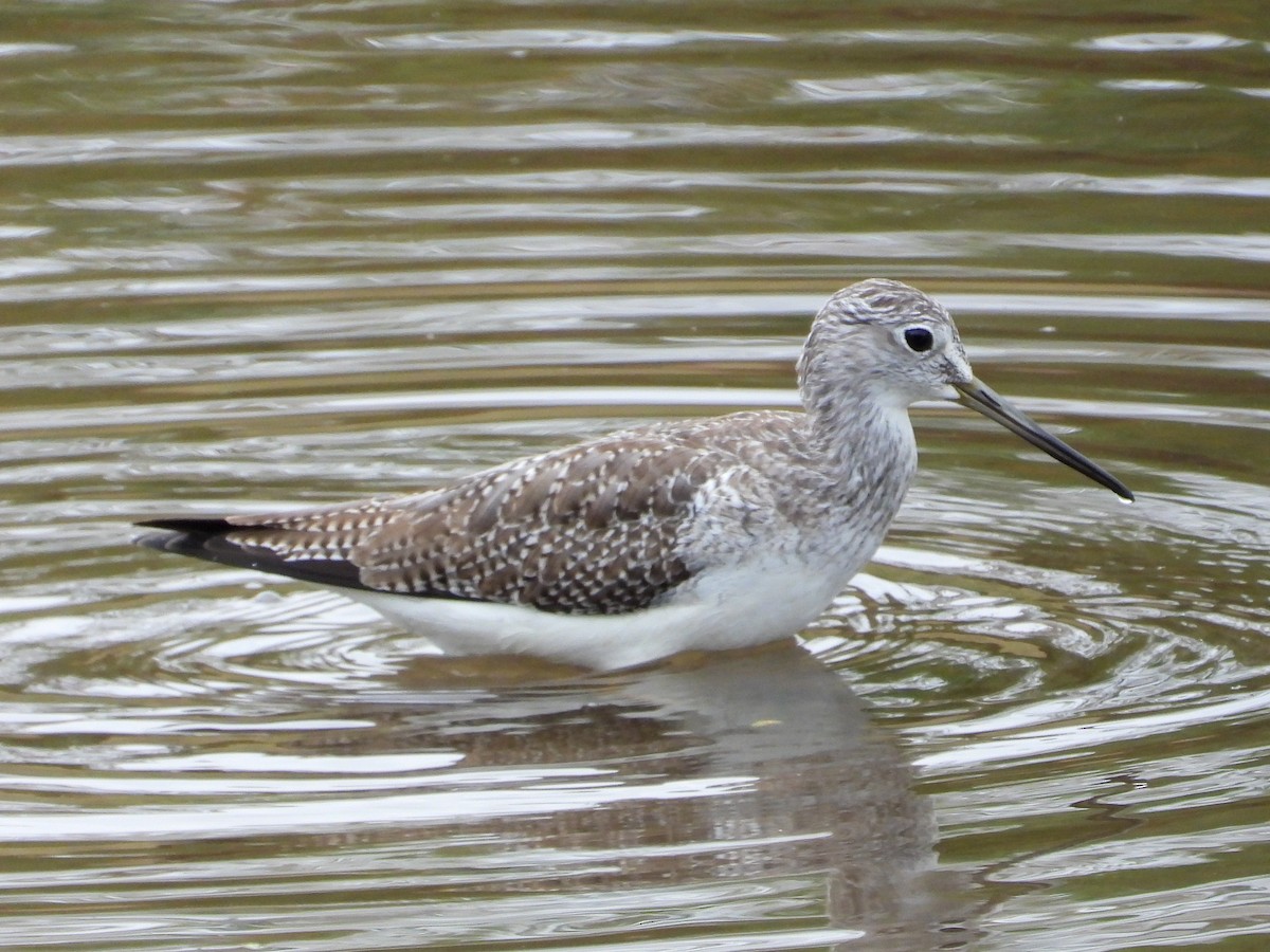 Greater Yellowlegs - ML645664176