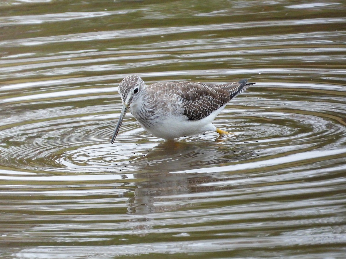 Greater Yellowlegs - ML645664177