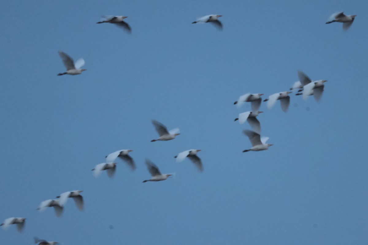 Western Cattle-Egret - ML645664178