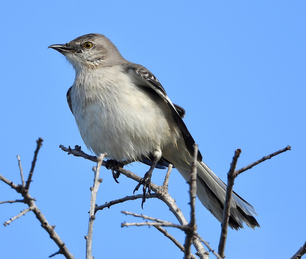 Многоголосый пересмешник - ML645664180