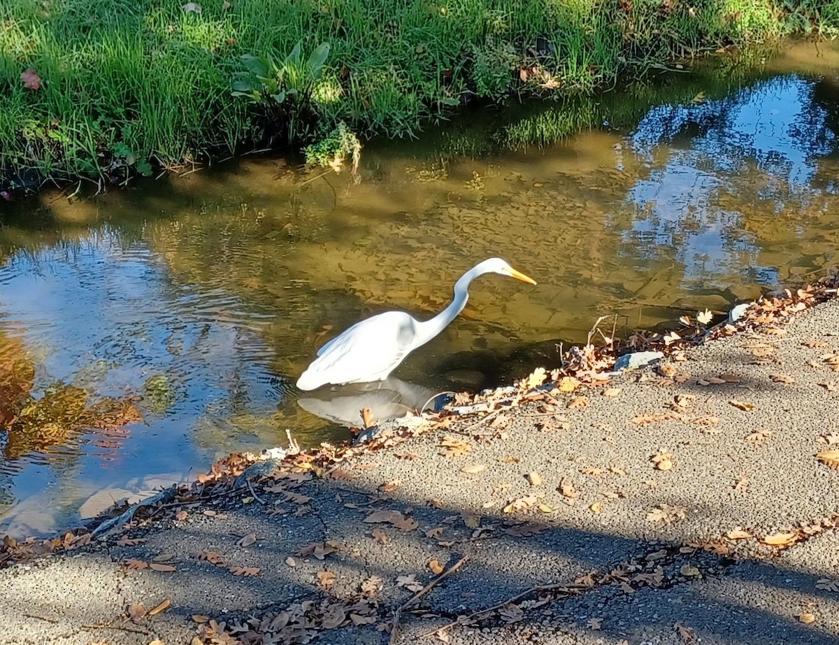 Great Egret - ML645664182