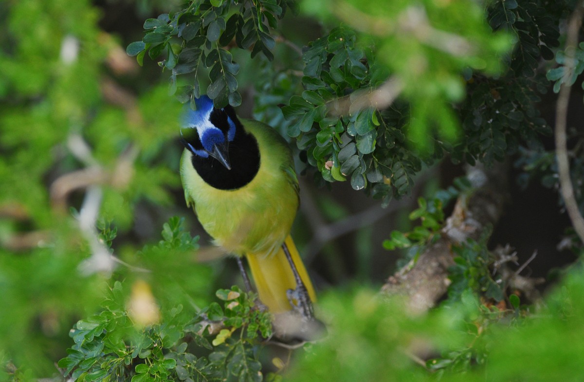 Перуанская сойка [группа luxuosus] - ML645664183