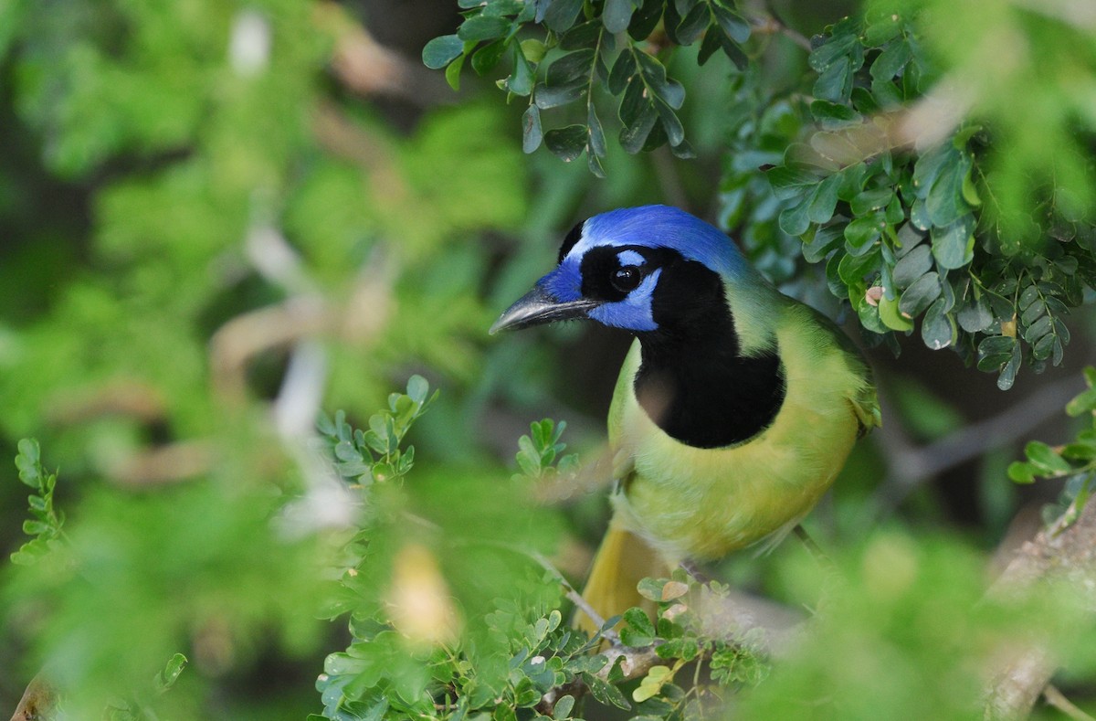 Перуанская сойка [группа luxuosus] - ML645664184