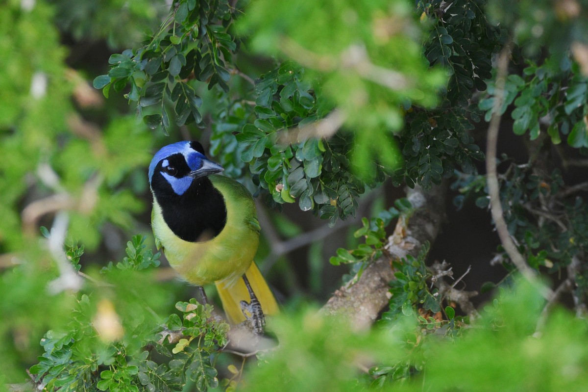 Перуанская сойка [группа luxuosus] - ML645664185