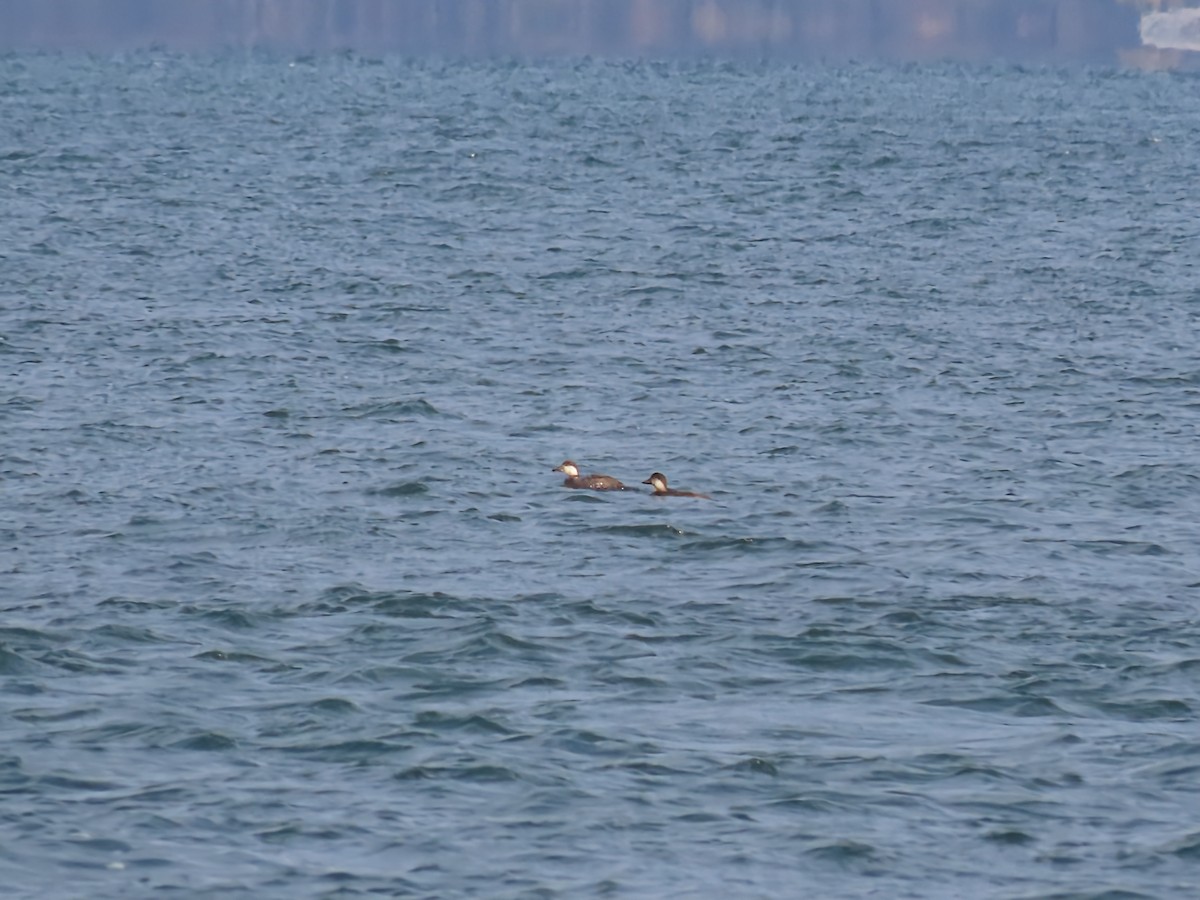 Американская синьга - ML645664187