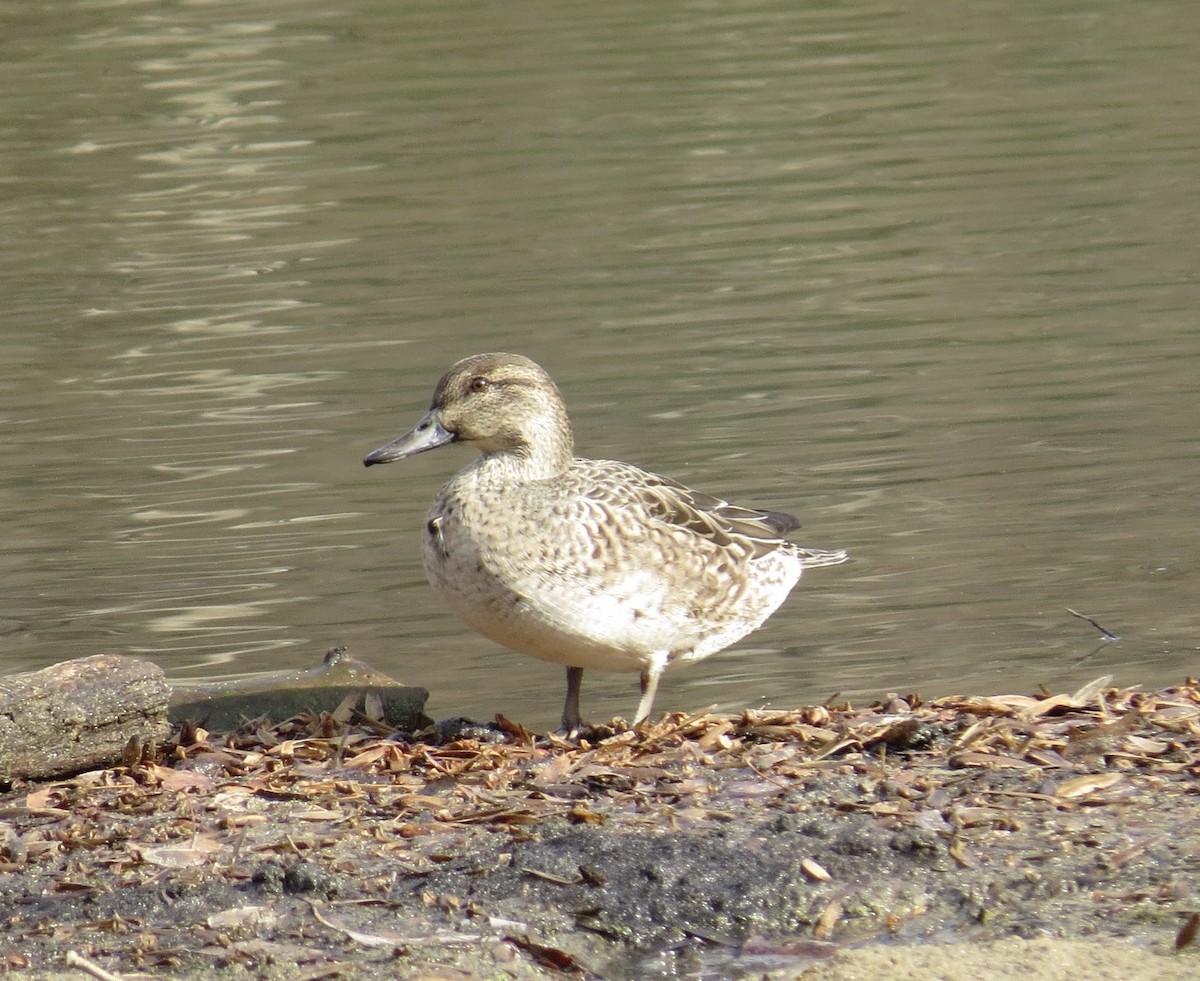 Чирок-свистунок - ML645664188