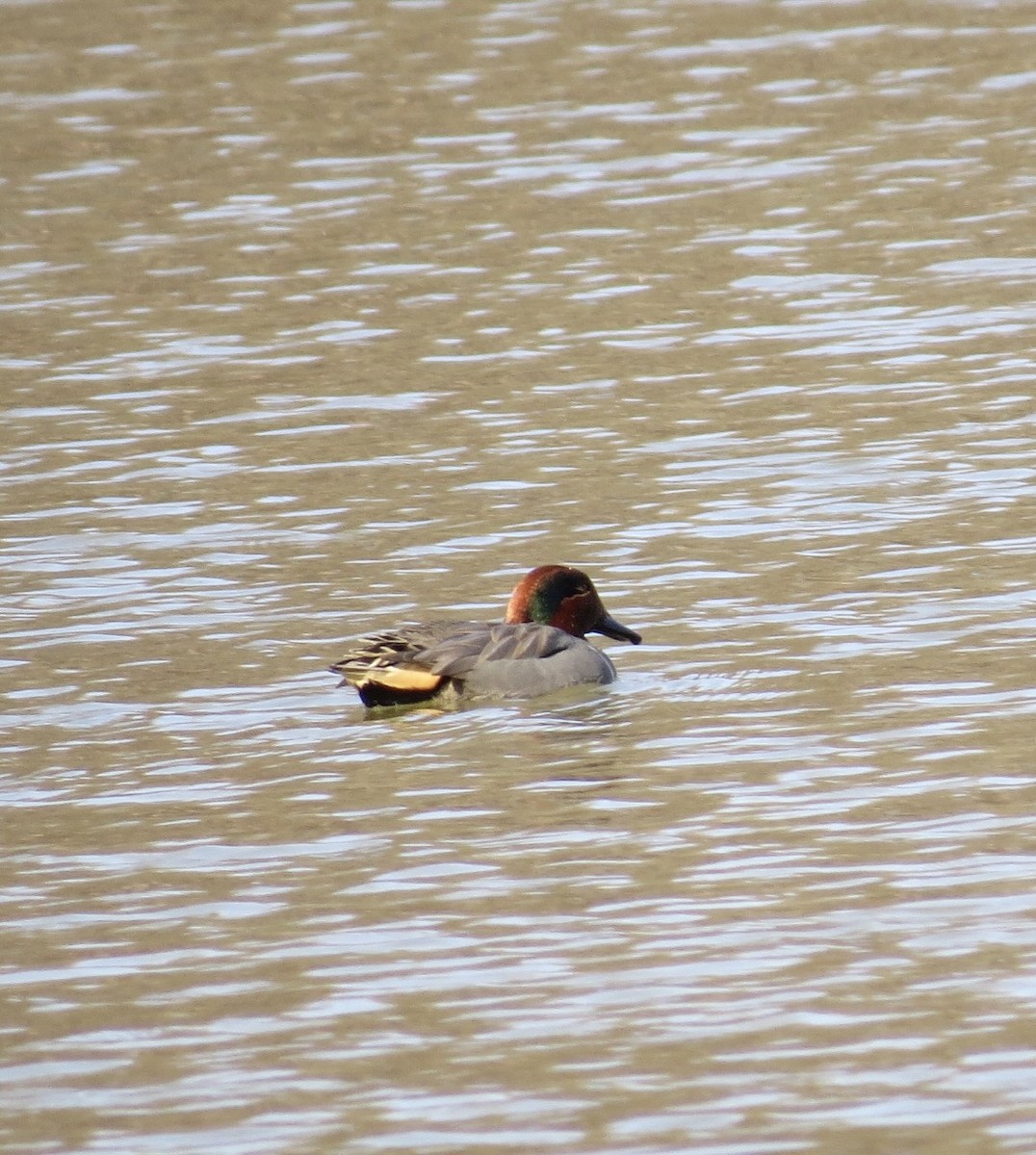 Чирок-свистунок - ML645664189