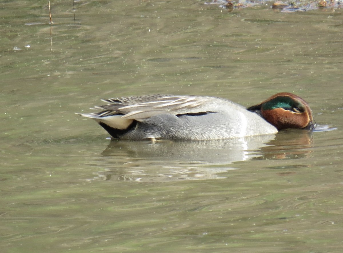 Чирок-свистунок - ML645664190