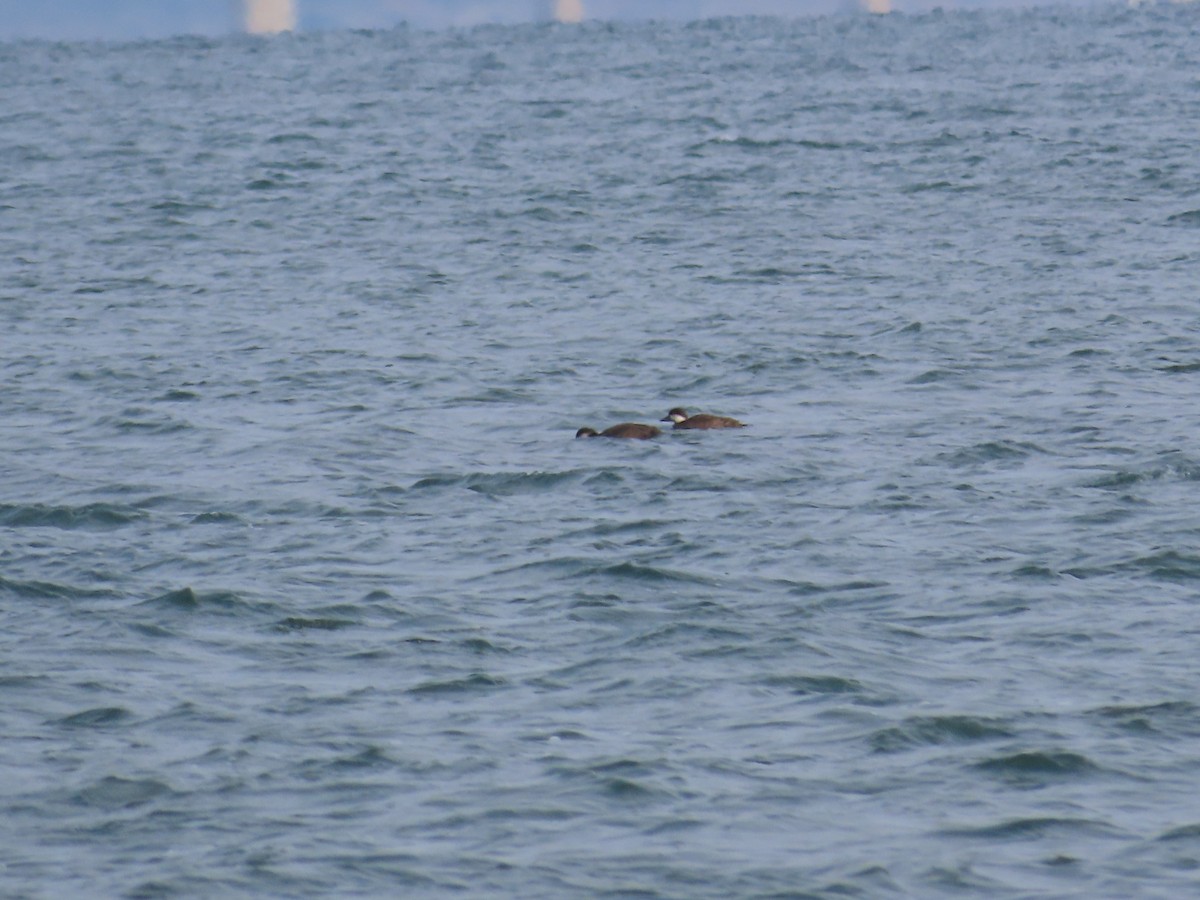 Американская синьга - ML645664193